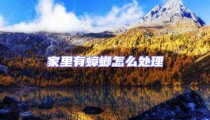 家里有蟑螂怎么處理