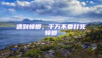 遇到蟑螂,千萬(wàn)不要打死蟑螂
