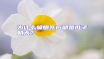 為什么蟑螂死后都是肚子朝天?