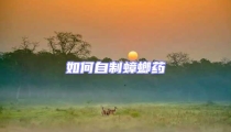 如何自制蟑螂藥