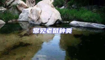 常見(jiàn)老鼠種類