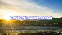 白蟻的多形態(tài)和幼態(tài)持續(xù)