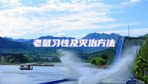 老鼠習(xí)性及滅治方法