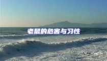 老鼠的危害與習(xí)性