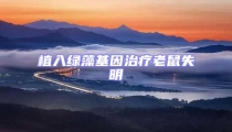 植入綠藻基因治療老鼠失明