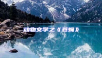 動(dòng)物文學(xué)之《蒼蠅》