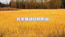 扎實(shí)推進(jìn)白蟻防治