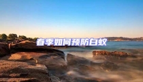 春季如何預防白蟻