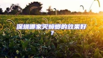 深圳哪家滅蟑螂的效果好?