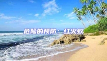 危險的預防:紅火蟻