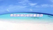 雨后傍晚白蟻傾巢出動