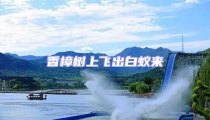 香樟樹上飛出白蟻來(lái)