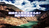貓咪身上有跳蚤怎么辦?如何預防跳蚤?