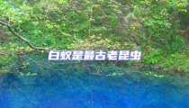 白蟻是最古老昆蟲
