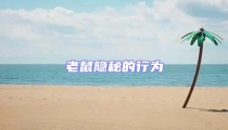 老鼠隱秘的行為