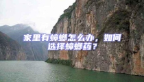 家里有蟑螂怎么辦,如何選擇蟑螂藥?
