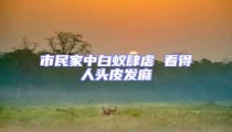 市民家中白蟻肆虐 看得人頭皮發麻