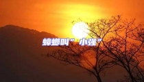 蟑螂叫”小強”