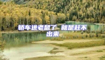 轎車進老鼠了 就是趕不出來
