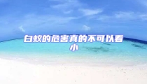 白蟻的危害真的不可以看小