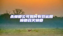 殺蟑螂公司如何有效運用蟑螂藥滅蟑螂