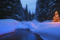 殺蟲公司要的就是干脆，不能太過(guò)于猶豫