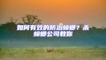 如何有效的防治蟑螂?殺蟑螂公司教你