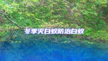 冬季滅白蟻防治白蟻