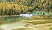 何謂白蟻