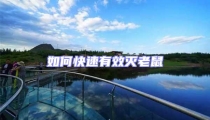 如何快速有效滅老鼠