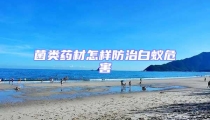 菌類藥材怎樣防治白蟻危害