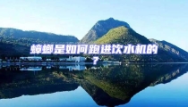 蟑螂是如何跑進(jìn)飲水機的?