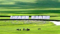 白蟻高峰期 防治有妙招