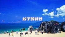 蚊子的特性
