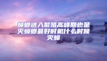 蟑螂進入繁殖高峰期也是滅蟑螂最好時機什么時候滅蟑