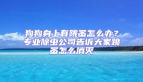 狗狗身上有跳蚤怎么辦?專業(yè)除蟲公司告訴大家跳蚤怎么消滅