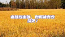 老鼠危害多，如何能有效殺滅？