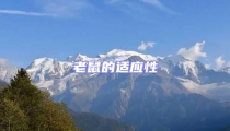 老鼠的適應性