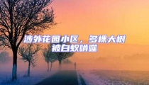 涉外花園小區,多棵大樹被白蟻啃噬