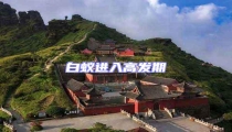 白蟻進(jìn)入高發(fā)期