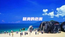 鼠類的危害
