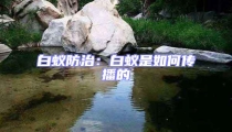 白蟻防治:白蟻是如何傳播的
