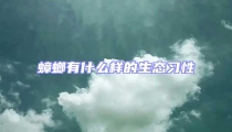 蟑螂有什么樣的生態習性