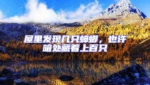 屋里發現幾只蟑螂,也許暗處藏著上百只