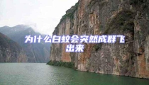 為什么白蚊會突然成群飛出來