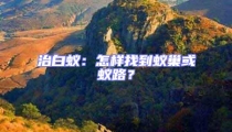 治白蟻:怎樣找到蟻巢或蟻路?