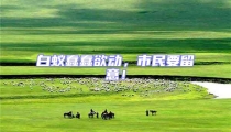 白蟻蠢蠢欲動,市民要留意!