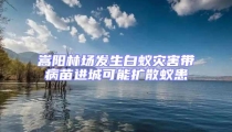 嵩陽林場發生白蟻災害帶病苗進城可能擴散蟻患