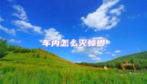 車內怎么滅蟑螂