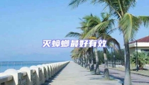 滅蟑螂最好有效